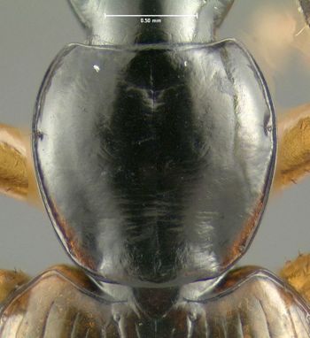 Media type: image;   Entomology 614233 Aspect: pronotum dorsal